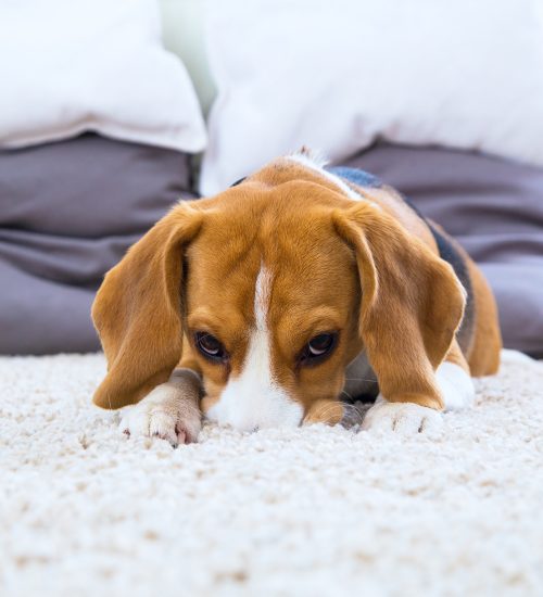 Beagle dog relaxing on the white carpet